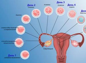 Через сколько дней после акта происходит зачатие: процесс оплодотворения, необходимое время для совершения зачатия Беременность 3 дня симптомы
